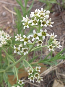 Comandra umbellata